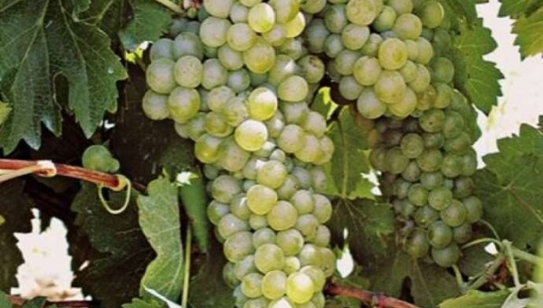 Viognier